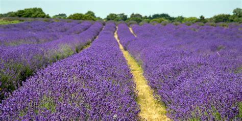 Mayfield's Lavender Farm In Surrey Is Overcrowded With Tourists