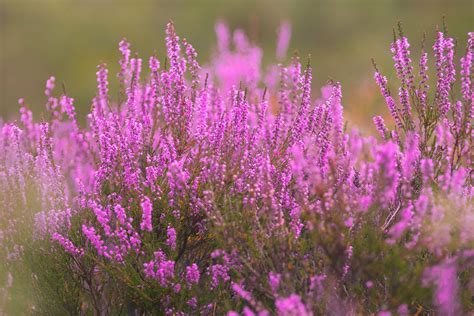 A guide to Scottish heather, one of Scotland's famous plants