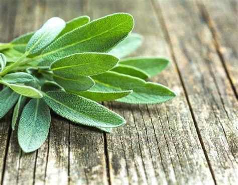 How to Harvest Sage Without Killing the Plant + Growing Tips - Outdoor ...