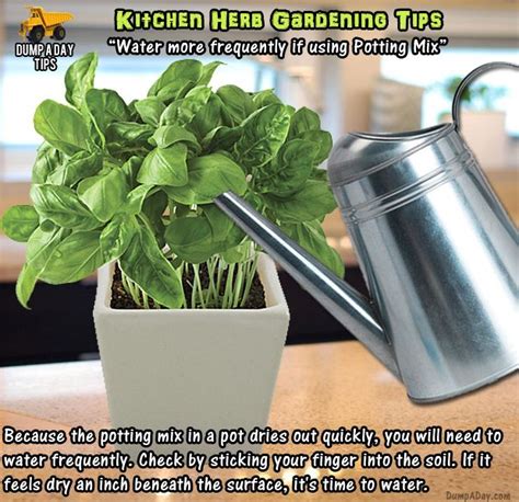 Top 20 Kitchen Herb Gardening Tips