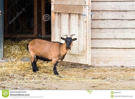 Goat on farm standing stock photo. Image of brown, livestock - 36809102