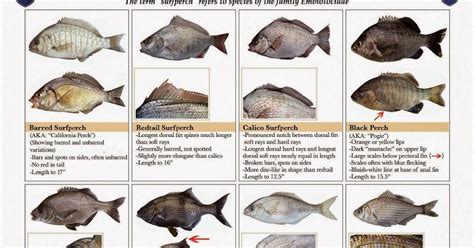 Hunting and Fishing California: Surf Perch Identification