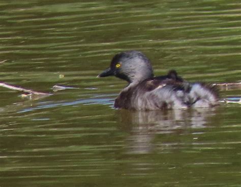 eBird Checklist - 5 Apr 2024 - Pollywog Pond (CTC 077) - 7 species