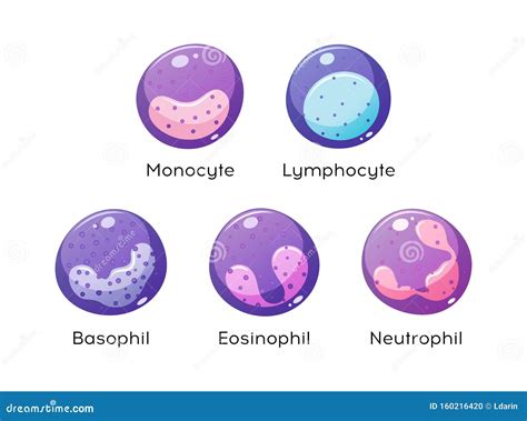 White Blood Cells Cartoon Vector | CartoonDealer.com #3537749