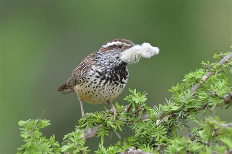 Cactus Wren | Audubon Field Guide