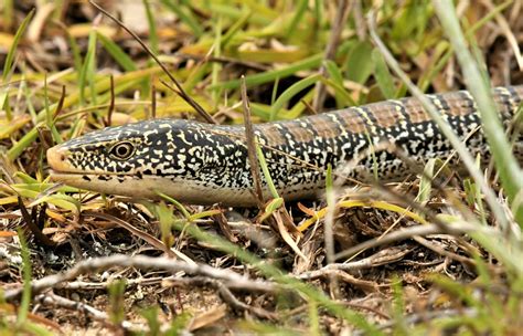 11 Slender Glass Lizard Facts - The Unique Lizard With No Legs