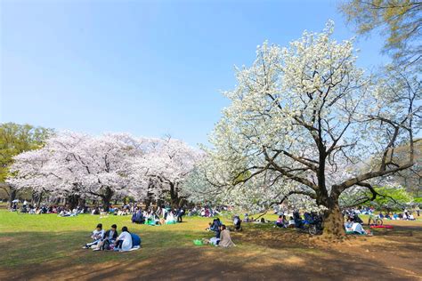 5 of the best places to see cherry blossoms in Japan – Lonely Planet ...