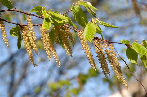 European Beech: Plant Care & Growing Guide