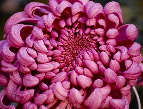 NYC ♥ NYC: The Beauty of "Kiku": Japanese Chrysanthemums at the New York Botanical Garden