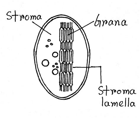 Chloroplasts: Definition, Structure, Functions