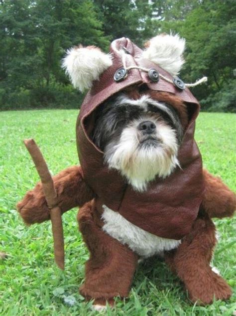 Ewok costume! Haha | Dog halloween costumes, Pet costumes, Dog halloween