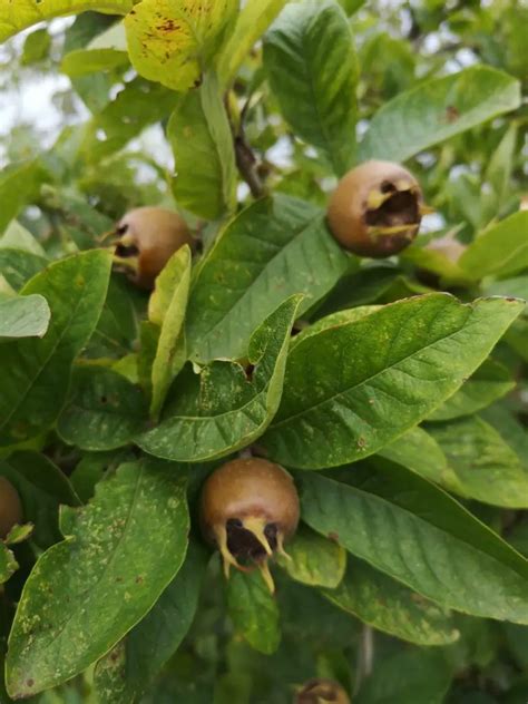 The Easiest Way to Eat Medlar Fruits - This Brilliant Day