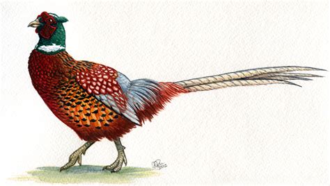 Ringneck Pheasant by twapa on DeviantArt