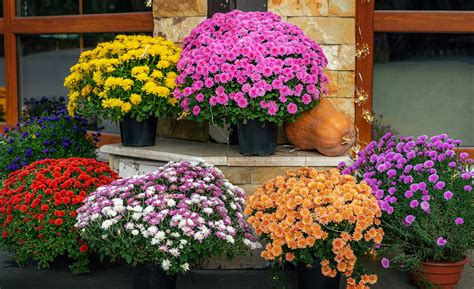 How to Plant Mums in Fall - The Home Depot