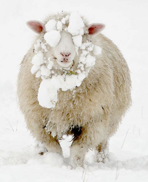 Sheep in the Snow Photo by Jim_Higham | Sheep, Ewe sheep, Wild creatures