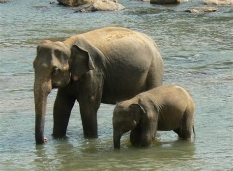 Beautiful Sri lanka: Elephants