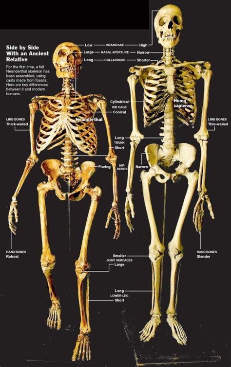 Were Neanderthals a sub-species of modern humans? New research says no. | Human evolution ...