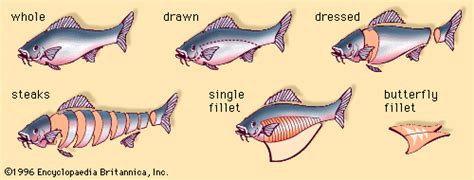 Fish processing - Fat, Oils, Nutrition | Britannica