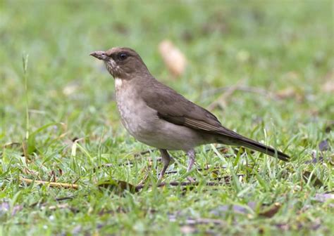 Zorzal chalchalero (Turdus amaurochalinus) | Beautiful birds, Birds, Bird