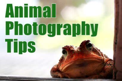 Animal Photography Tips | 7 Tips For Better Pictures Every Time