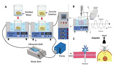 schematic illustration of (a) ultrasonic bath, (B) ultrasonic probe or... | Download Scientific ...