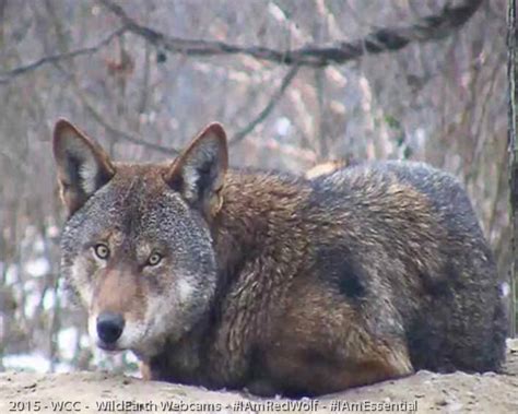 Red wolf at Wolf Conservation Center, a Red Wolf Species Survival Plan participant. Photo credit ...