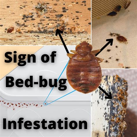 Bed Bugs Infestation Signs Treatment Prevention Tips - vrogue.co