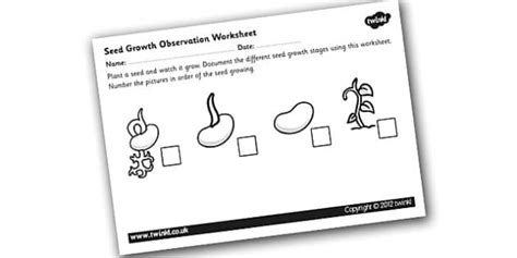 Stages Of Seed Germination Worksheet