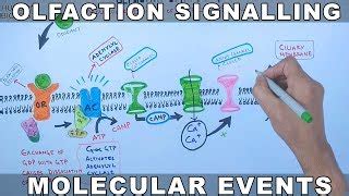 Animation: Structure and Function of the Eye | Channels for Pearson+