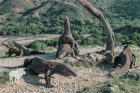 Komodo Dragon Vs Crocodile: Side By Side — Forest Wildlife