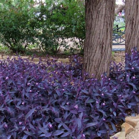 Wandering Jew 8 Cuttings Purple Easy to Grow Perennial - Etsy