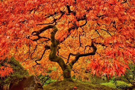 How to Grow and Care for Maple Trees | Gardener’s Path