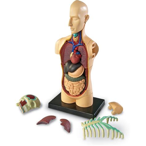 Anatomy Model Human Body - Toys 2 Learn