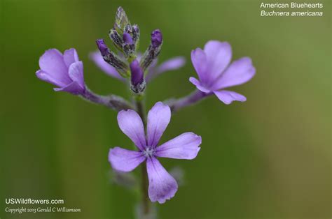 US Wildflower - Blue Hearts, American Bluehearts, Prairie Bluehearts ...