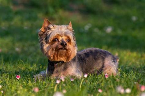 Yorkie Weight Chart | Our Fit Pets