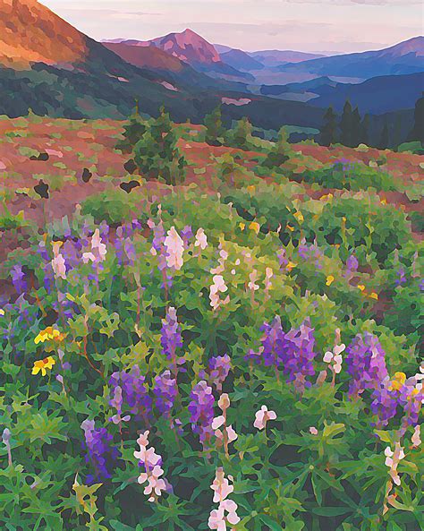 Wildflowers Crested Butte 1 Color Photograph By Steve Tohari | absolutearts.com