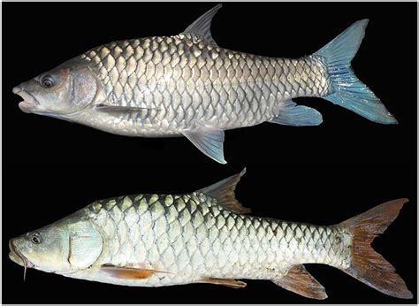 Mahseer Fish at Rs 174/kg in Hyderabad | ID: 24833530955