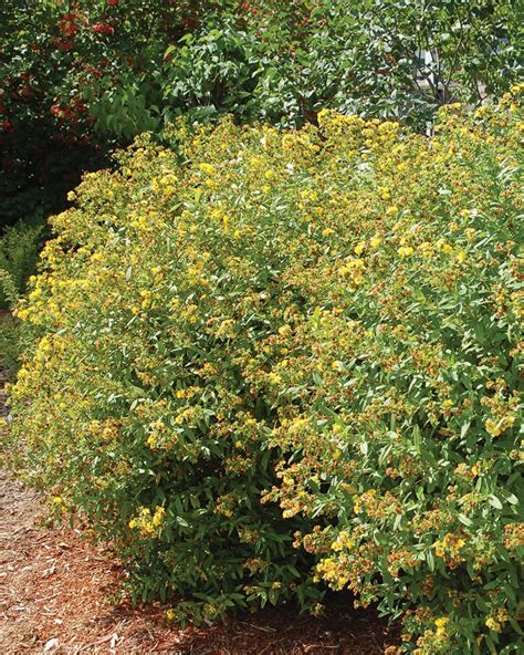 St. John's Wort | Johnson's Nursery | KB