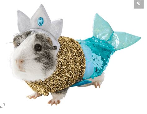 These Guinea Pig Costumes Are the Best Thing You'll See Today