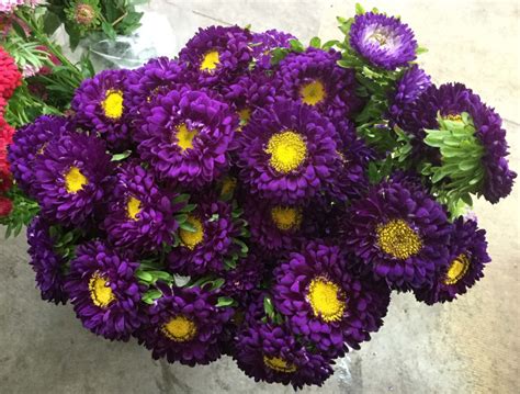 Matsumoto Asters | Stevens and Son Wholesale Florist