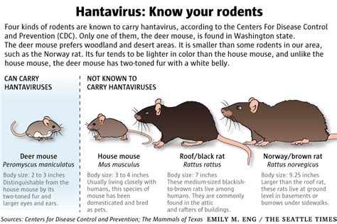 Rare, often fatal, respiratory disease carried by mice — hantavirus — confirmed in King County ...