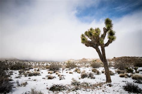 Photos: Joshua Tree Is a Winter Wonderland After Rare Snowstorm