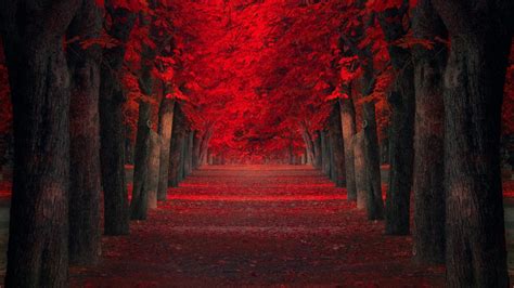 Path Between Autumn Red Leafed Trees 4K HD Nature Wallpapers | HD ...