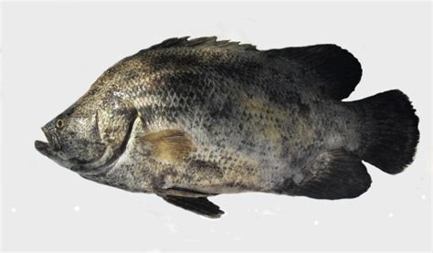 Atlantic Tripletail | Mexico – Fish, Birds, Crabs, Marine Life, Shells and Terrestrial Life