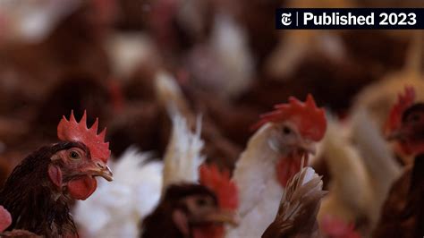 U.S. Considers Vaccinating Chickens Amid Bird Flu Outbreak - The New York Times