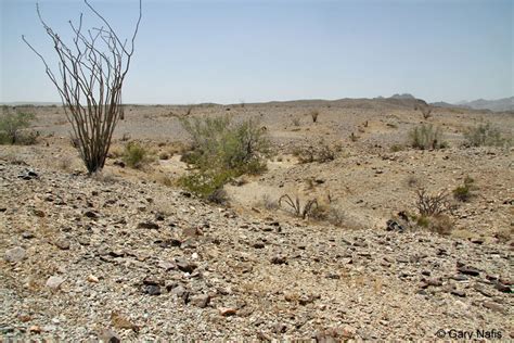 Sonoran Gophersnake - Pituophis catenifer affinis