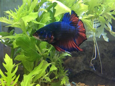 King Betta : Pin On Aquatic Life / Like all bettas, king bettas are ...