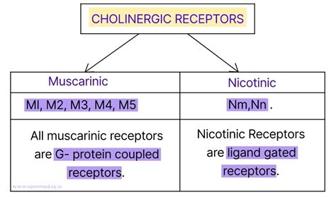 Cholinergic Receptors - classification and their membrane receptor types