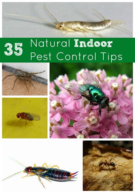 35 Natural Indoor Pest Control Tips--flies, silverfish, fruit flies ...