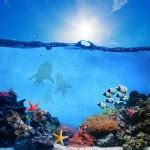 Underwater scene. Coral reef, fish groups in clear ocean water Stock Photo by ©Photocreo 25104213